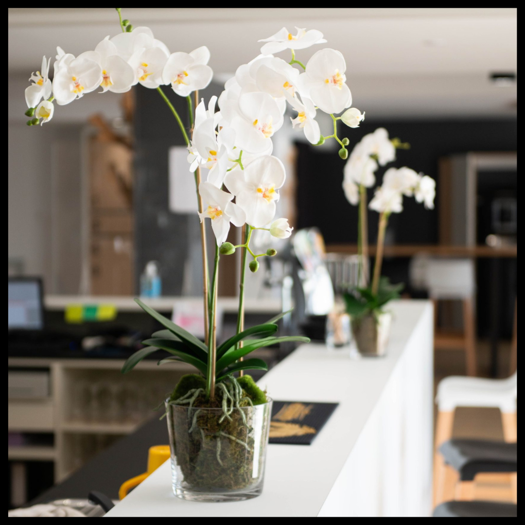 Mise en condition orchidée intemporelle Borne accueil
