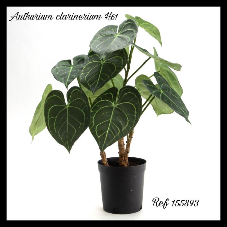 Anthurium clarinerium