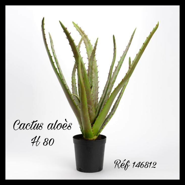 Cactus Aloé Royal