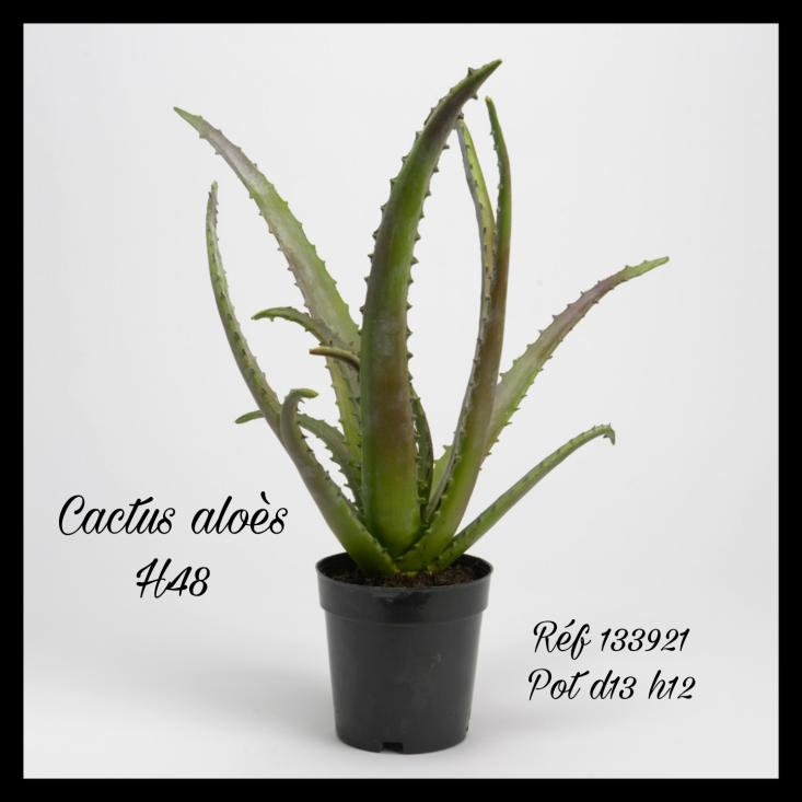 Cactus Aloé