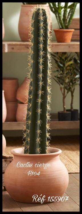Cactus Cierge