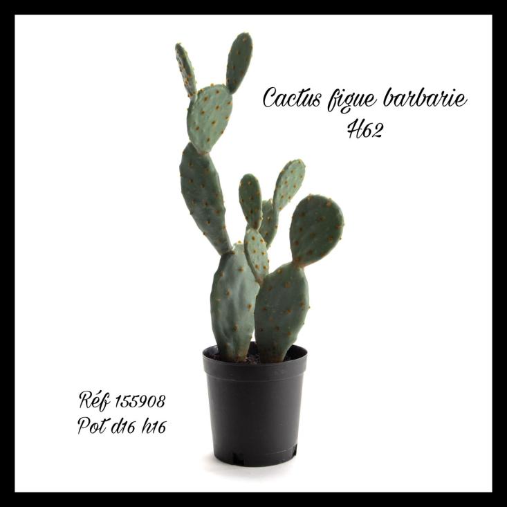 Cactus Figue de Barbarie