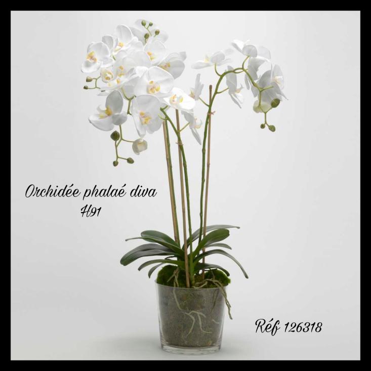 Orchidée Phalaé Diva L