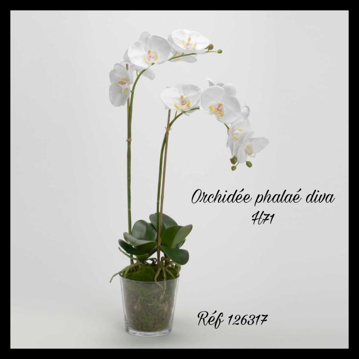 Orchidée Phalaé Diva M