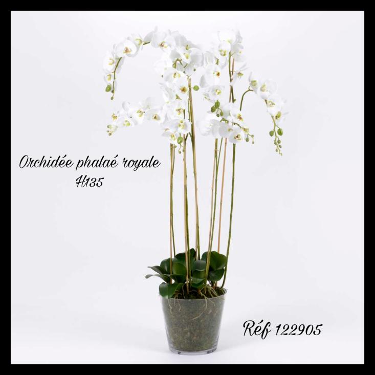 Orchidée Phalaé Royale