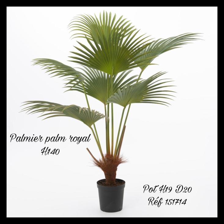 Palmier Palm