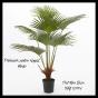 Palmier Palm